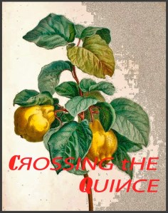 Crossing the Quince image copy (2)