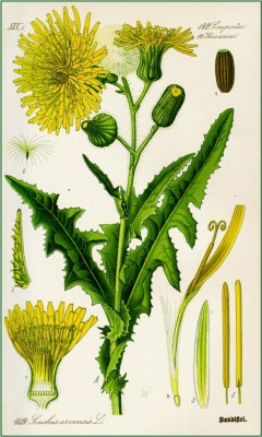 Sow thistle