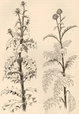 1890_Voyage_F59_fig27