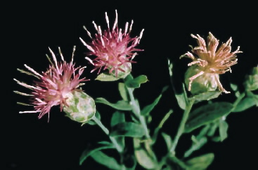 Acroptilon repens a.k.a. hardhead thistle