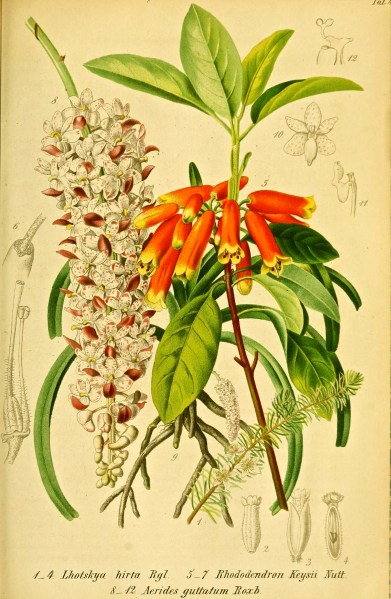 Lhotskya from German journal, 1863